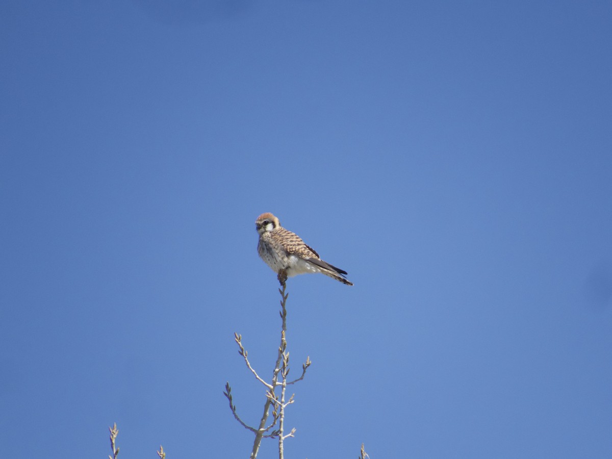 American Kestrel - ML633238917