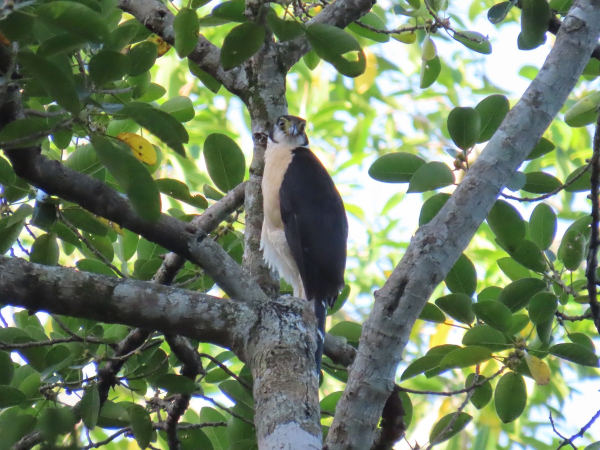 Kappenwaldfalke - ML633238934