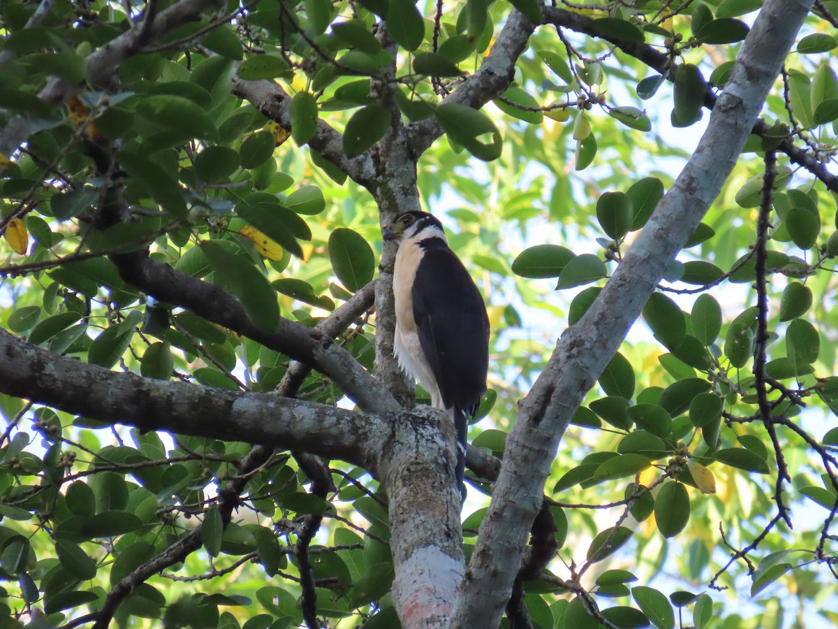 Kappenwaldfalke - ML633238937