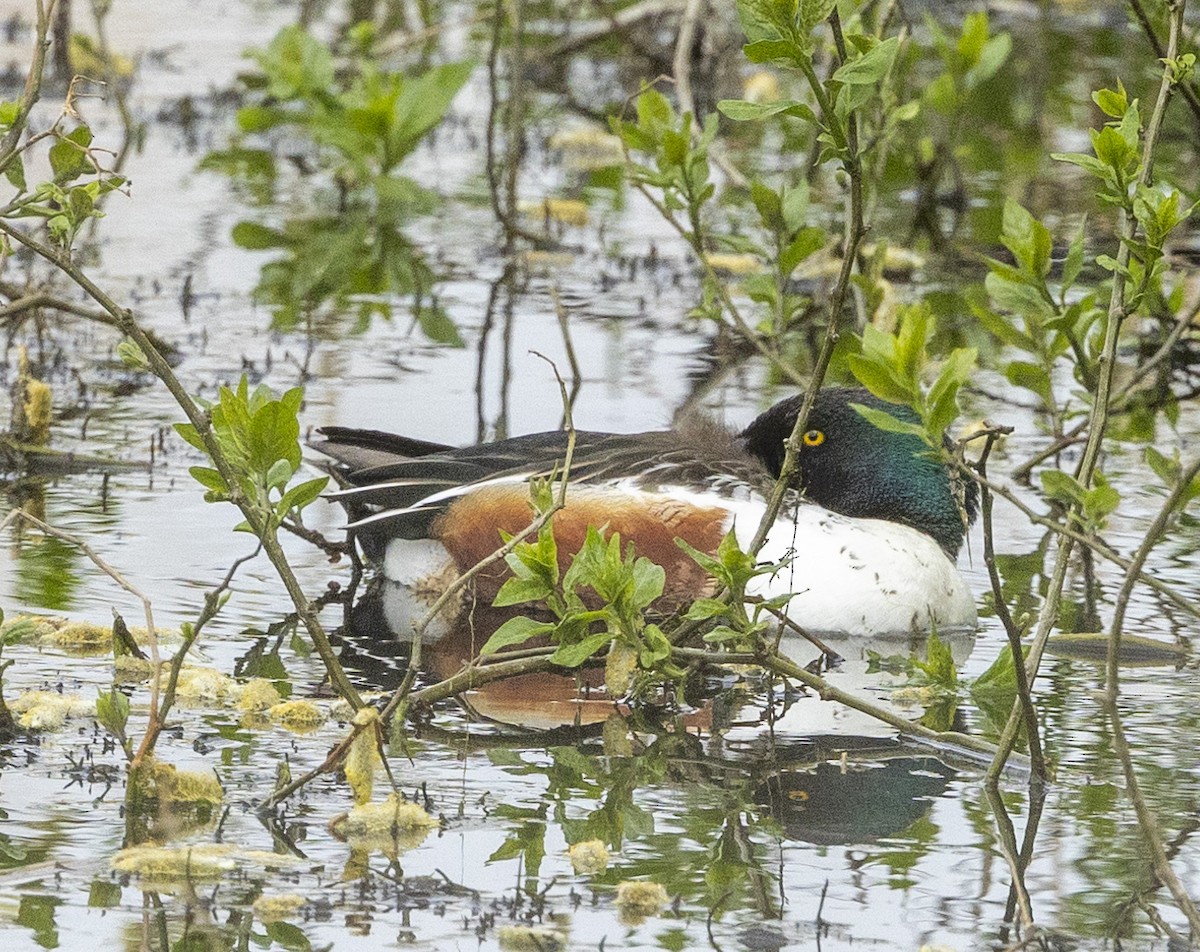 Northern Shoveler - ML633238960