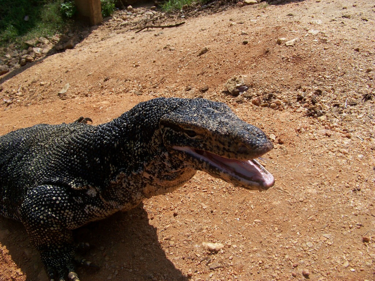 Sri Lankan Water Monitor - ML633238992