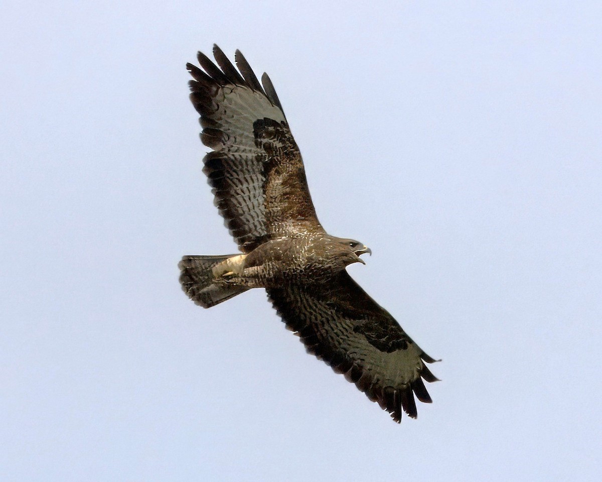 Common Buzzard - ML633239033