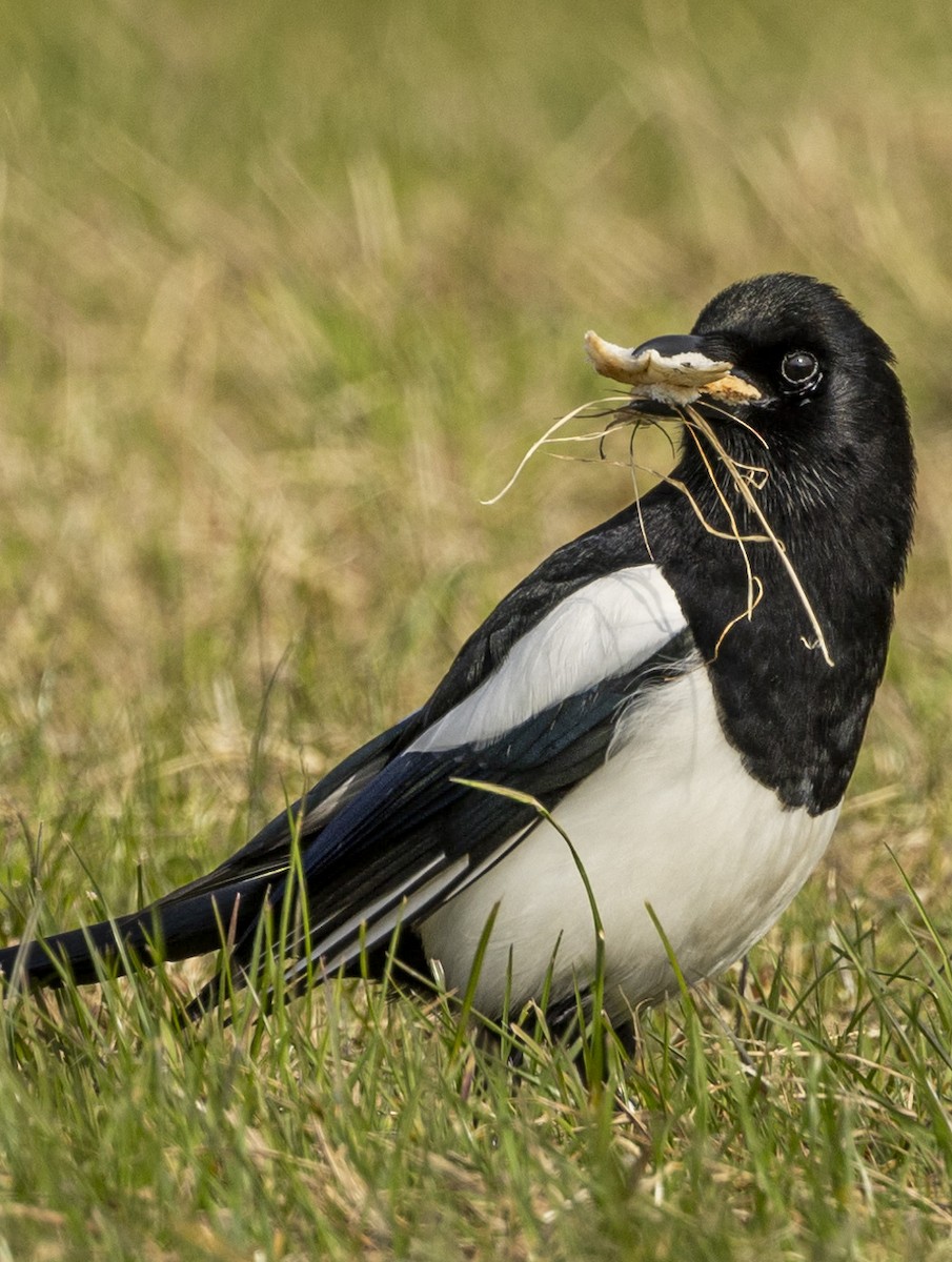 Eurasian Magpie - ML633239071