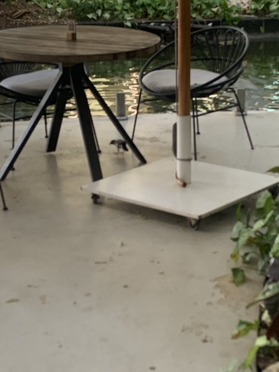 Common Myna - ML633239138