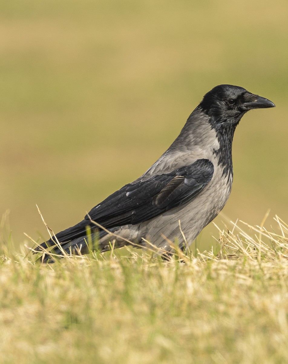 Hooded Crow - ML633239159