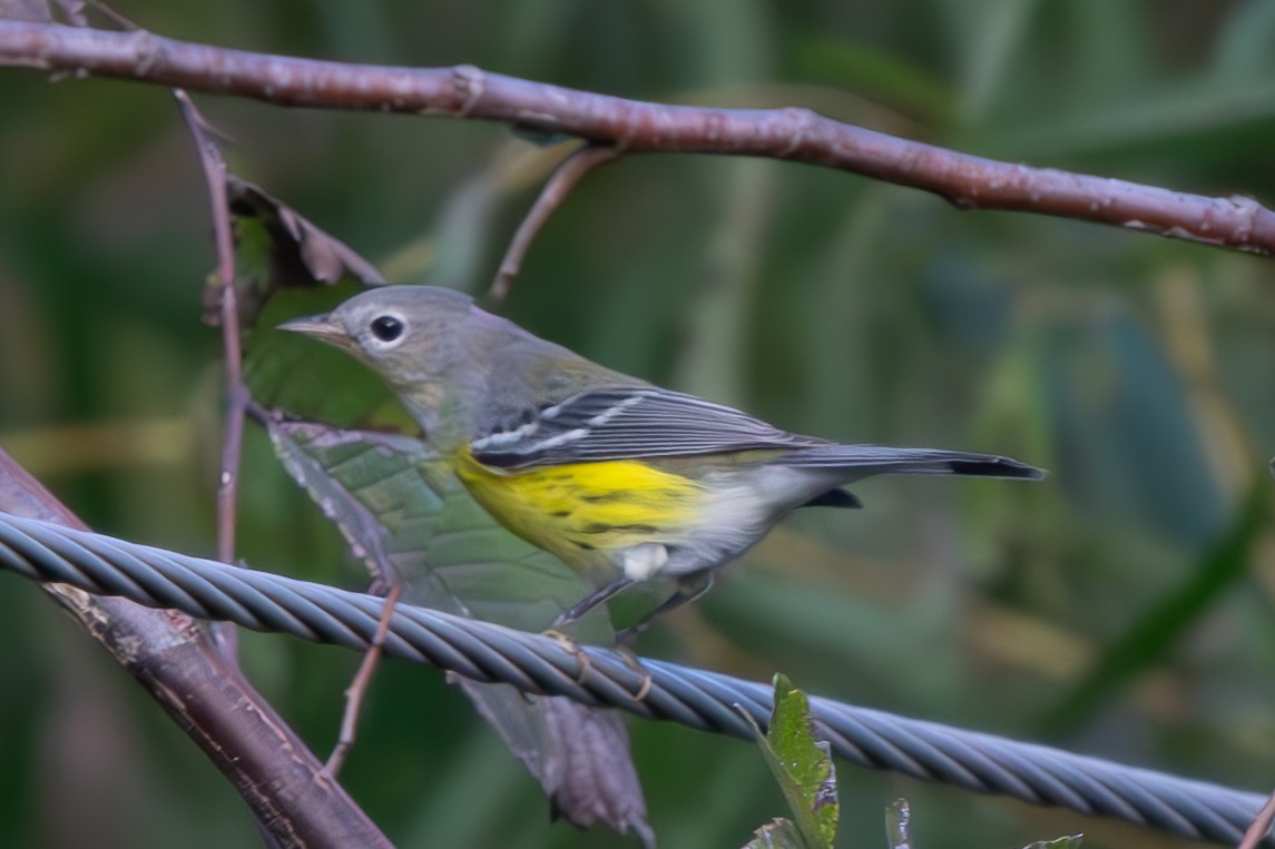 Magnolia Warbler - ML633239181