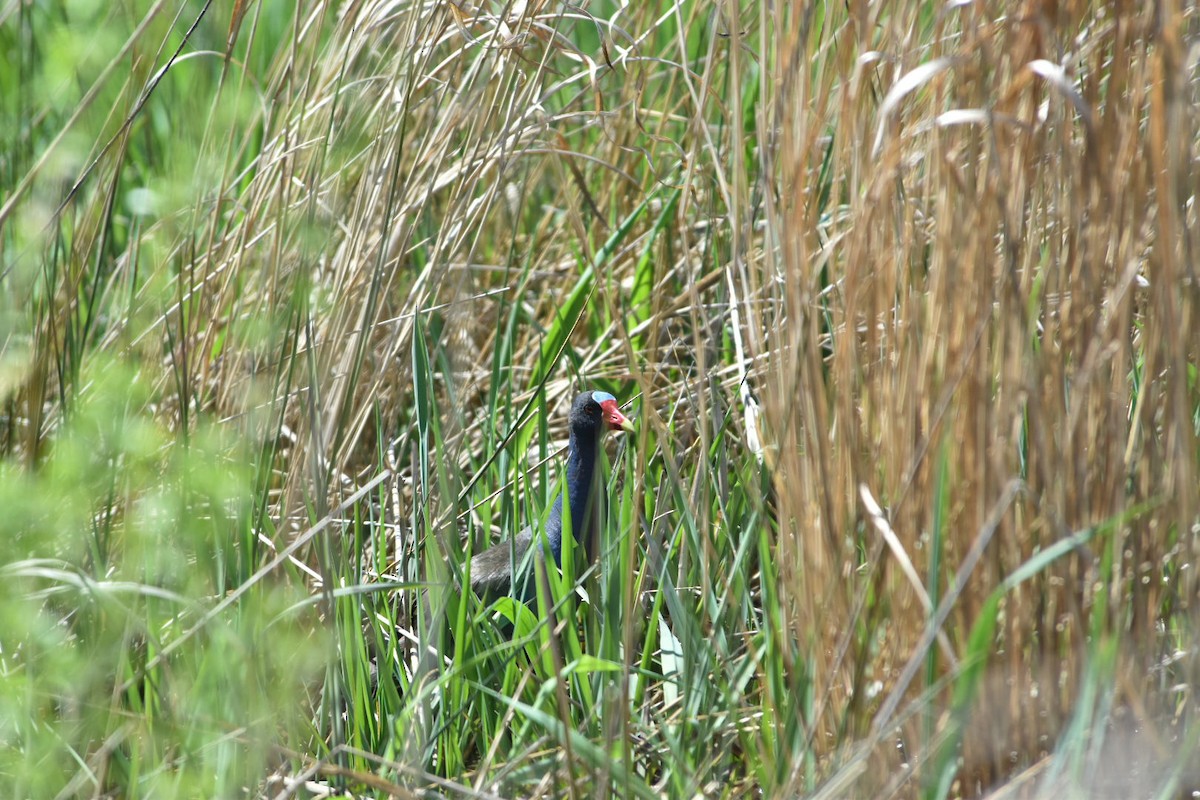 slípka žlutonohá - ML633239322