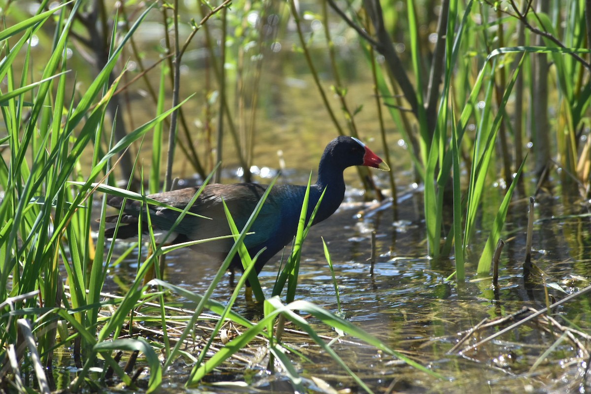 slípka žlutonohá - ML633239323