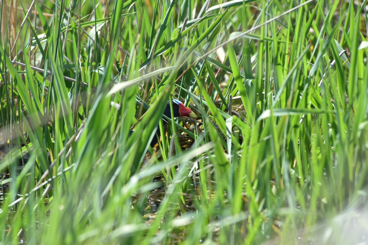 slípka žlutonohá - ML633239324