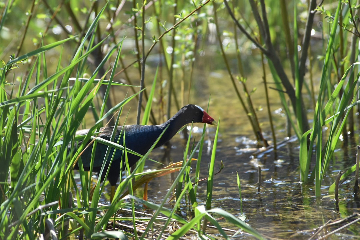 slípka žlutonohá - ML633239325