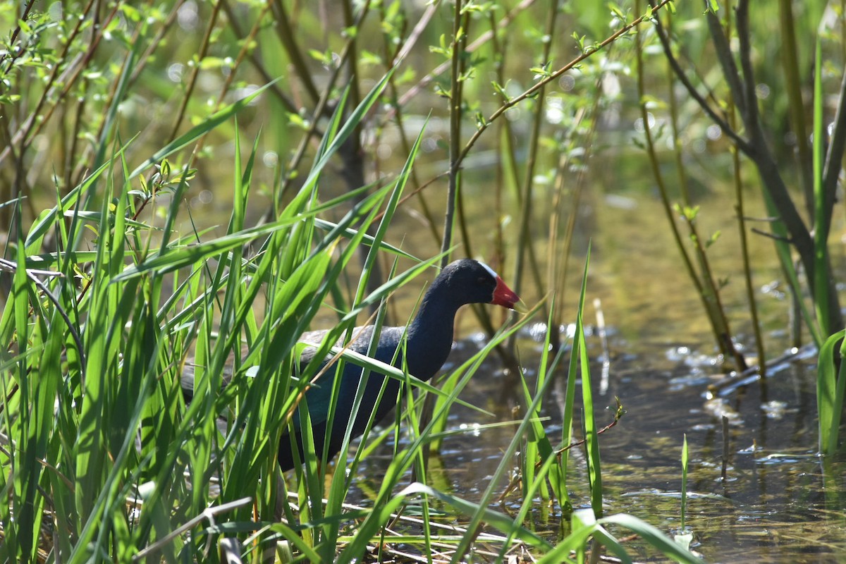 slípka žlutonohá - ML633239326