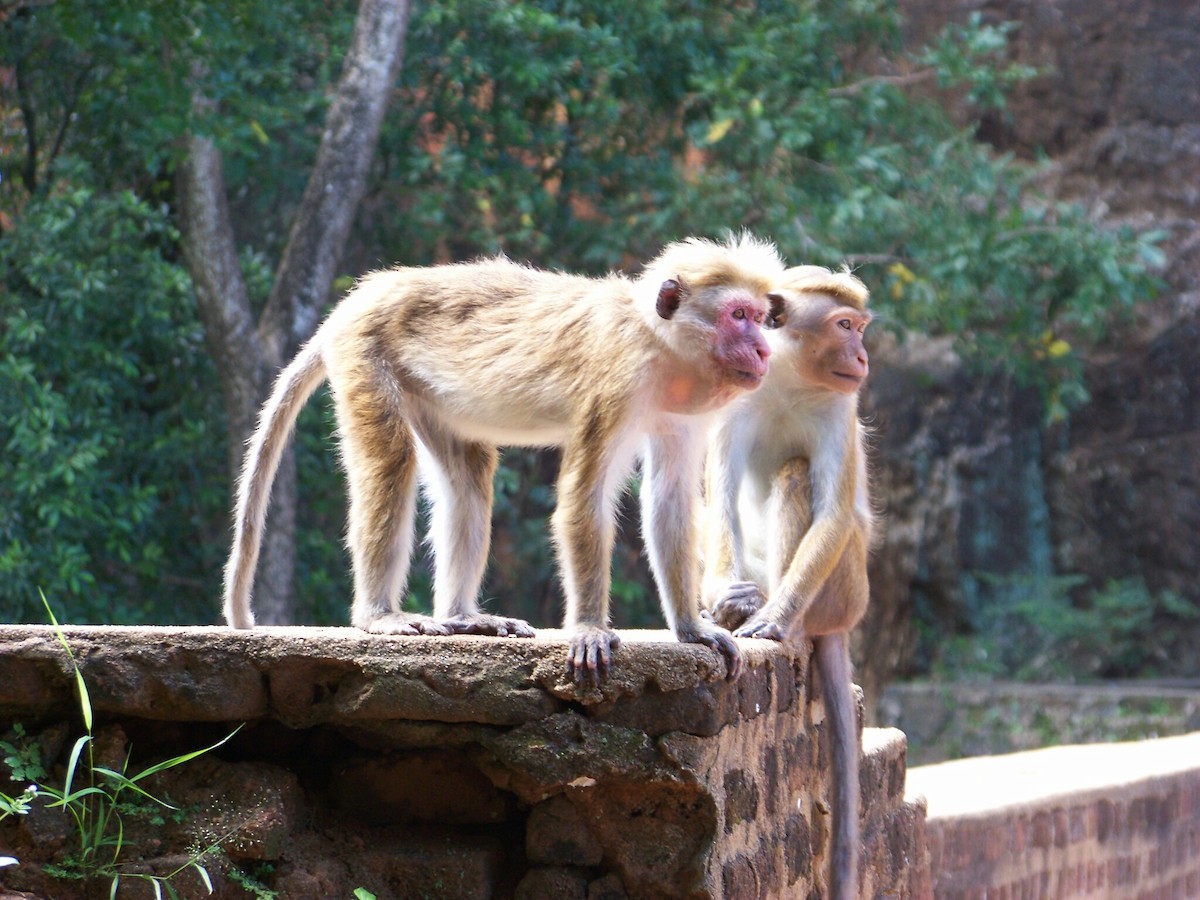 Toque Macaque - ML633239344