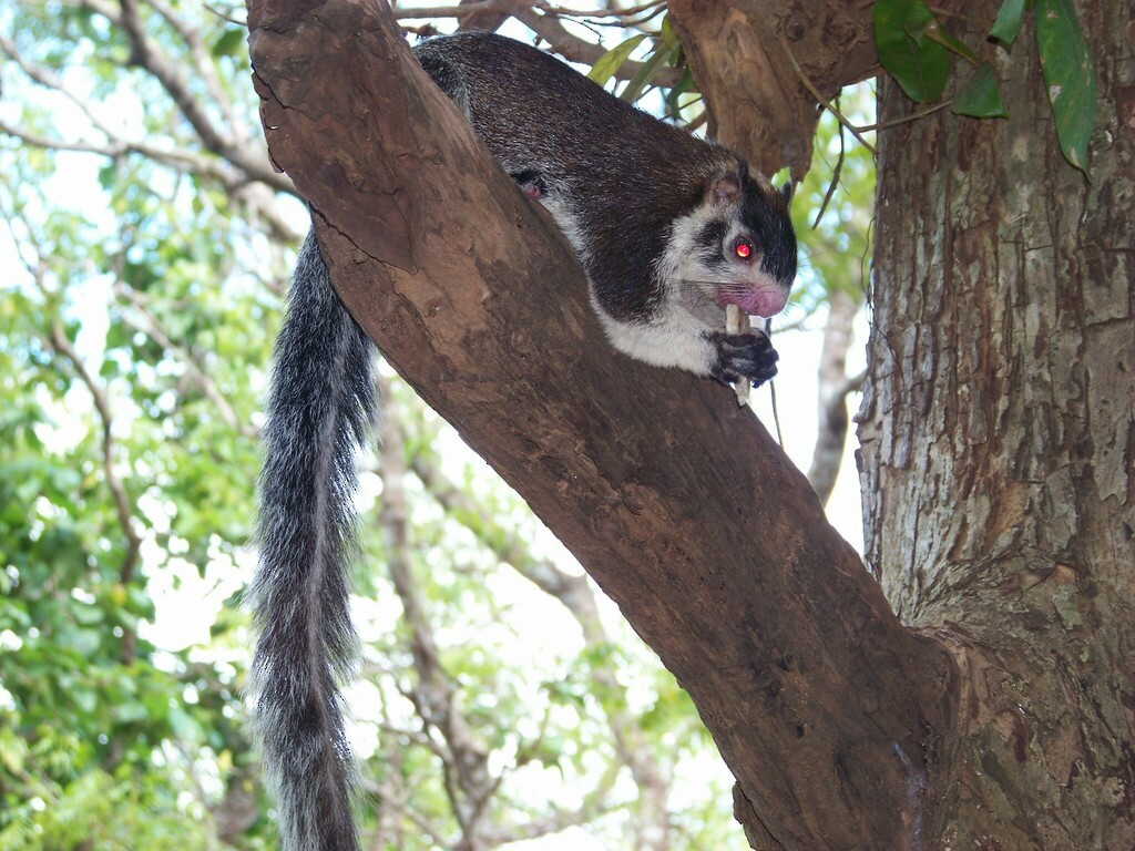 Sri Lankan Giant Squirrel - ML633239348