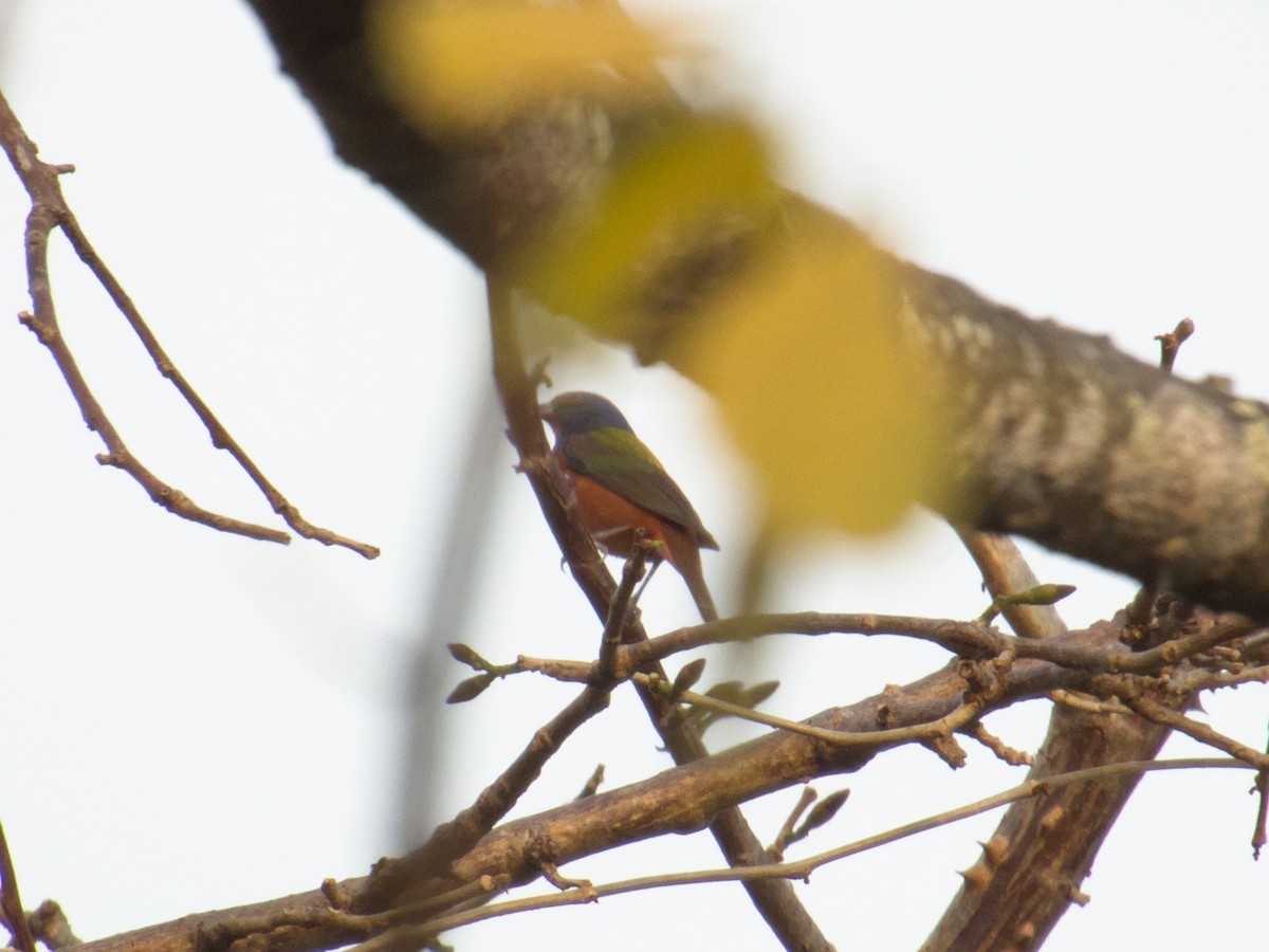 Painted Bunting - ML633239378