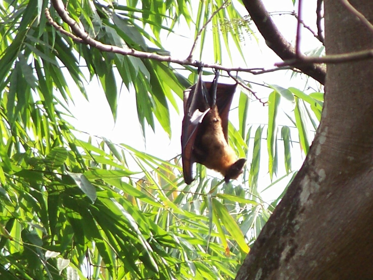 Indian Flying-fox - ML633239404