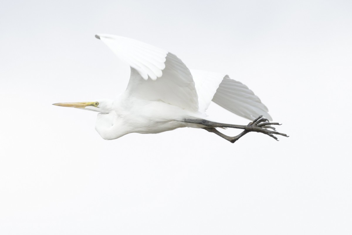 大白鷺 - ML633239419