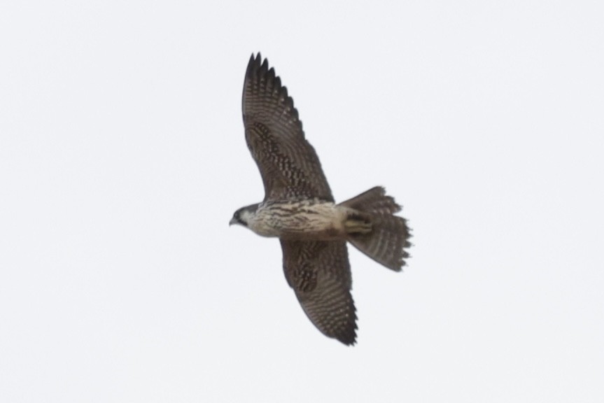 遊隼 - ML633239439