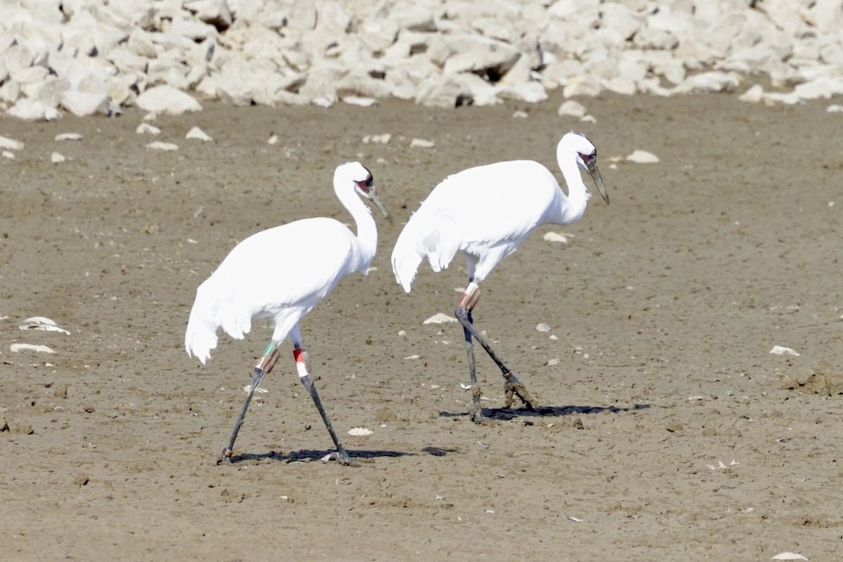 Whooping Crane - ML633239469