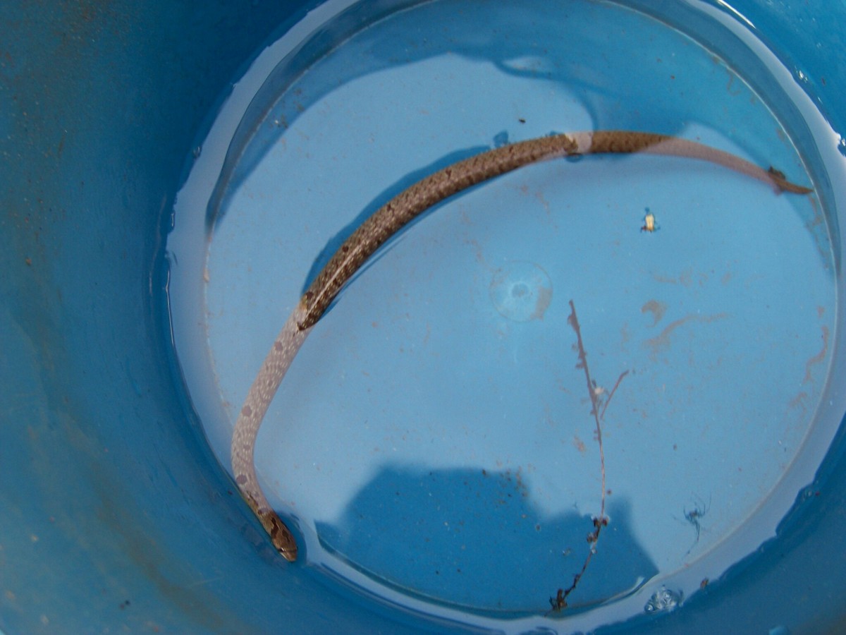 Duméril's Kukri Snake - ML633239473