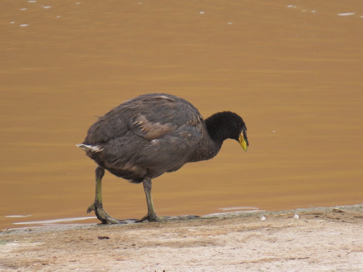 Horned Coot - ML633239527