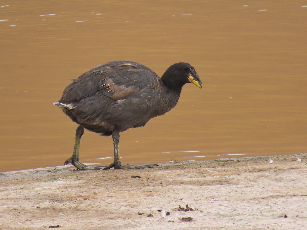 Horned Coot - ML633239528