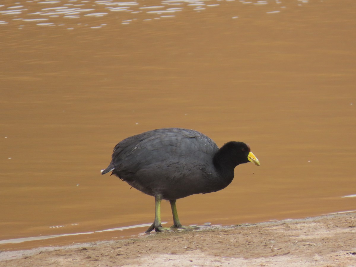 Horned Coot - ML633239529