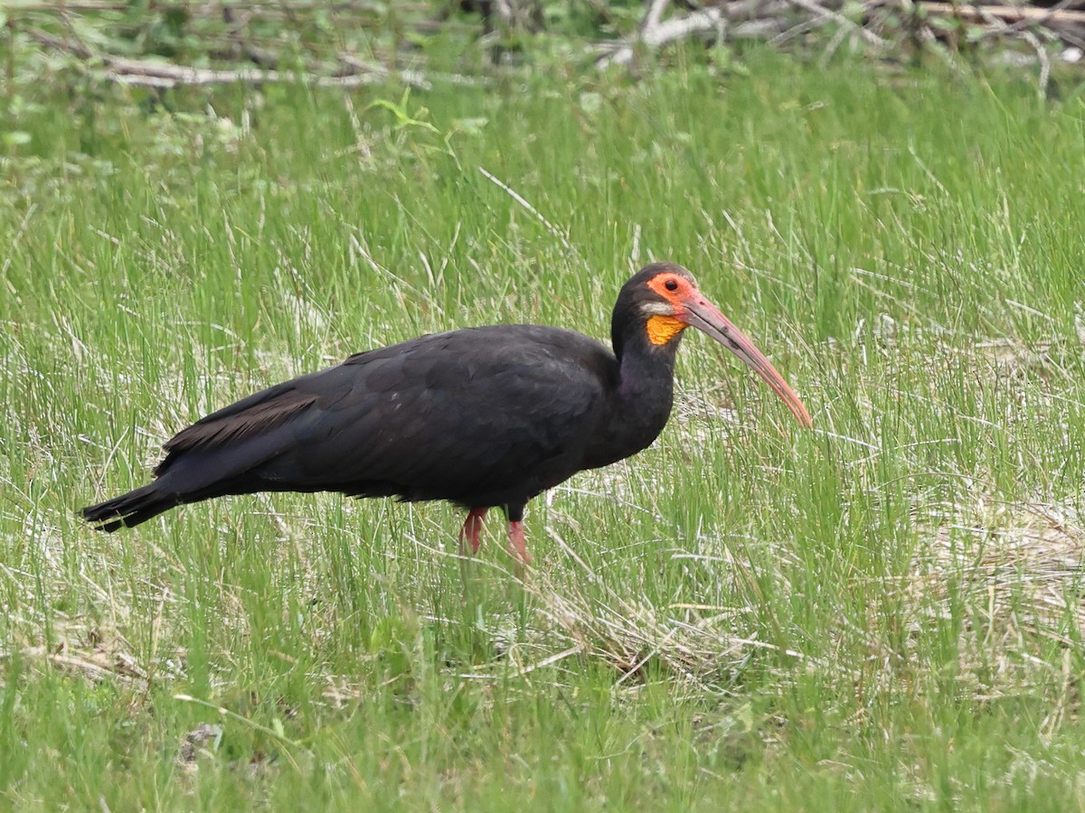 Sharp-tailed Ibis - ML633239581