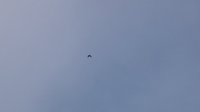 Plain Swift - ML633239607