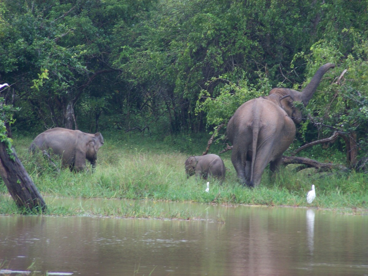 Sri Lankan Elephant - ML633239650
