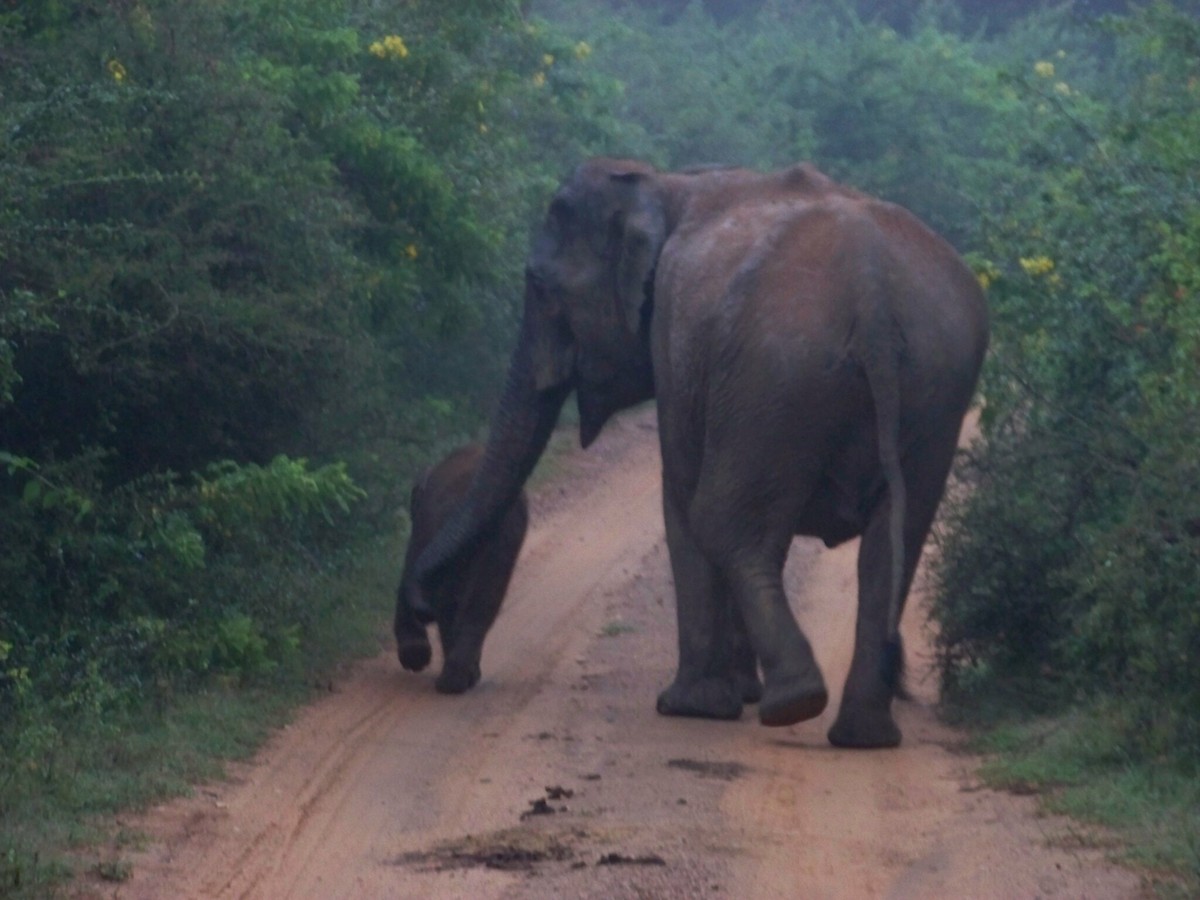 Sri Lankan Elephant - ML633239653