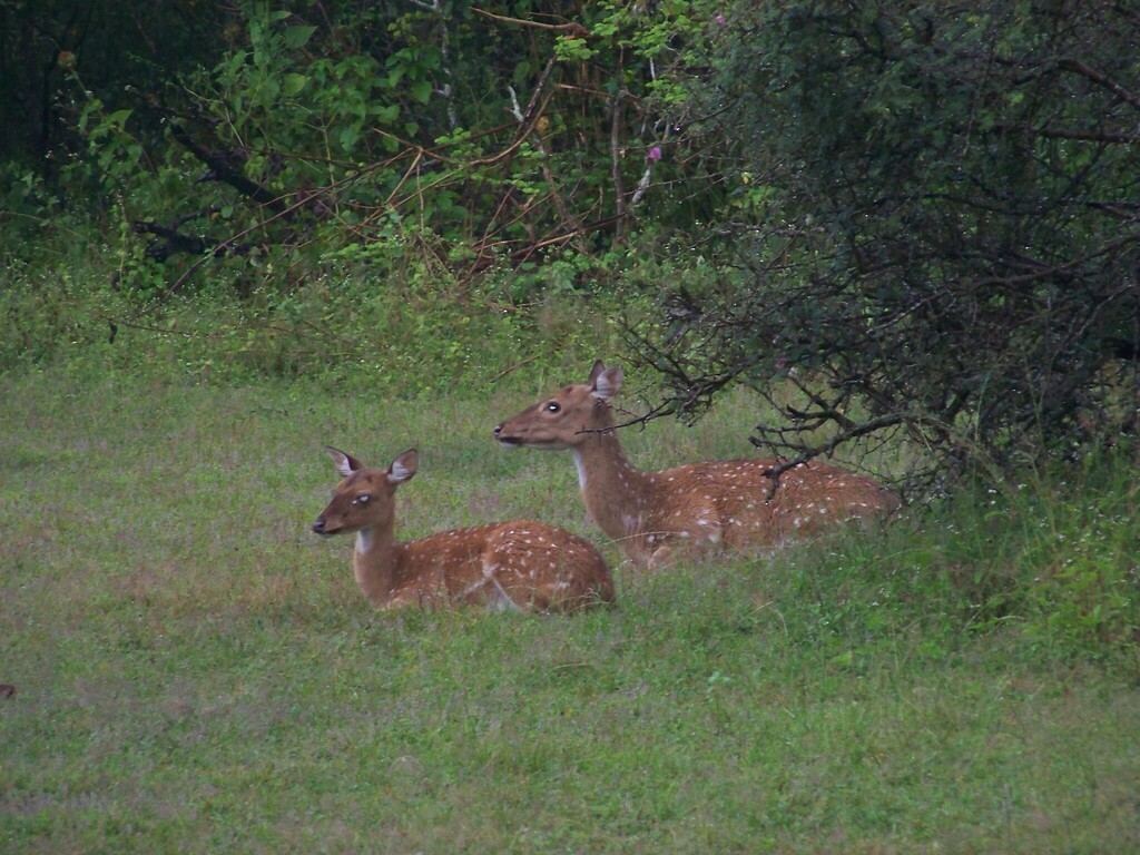 Sri Lankan Spotted Deer - ML633239657