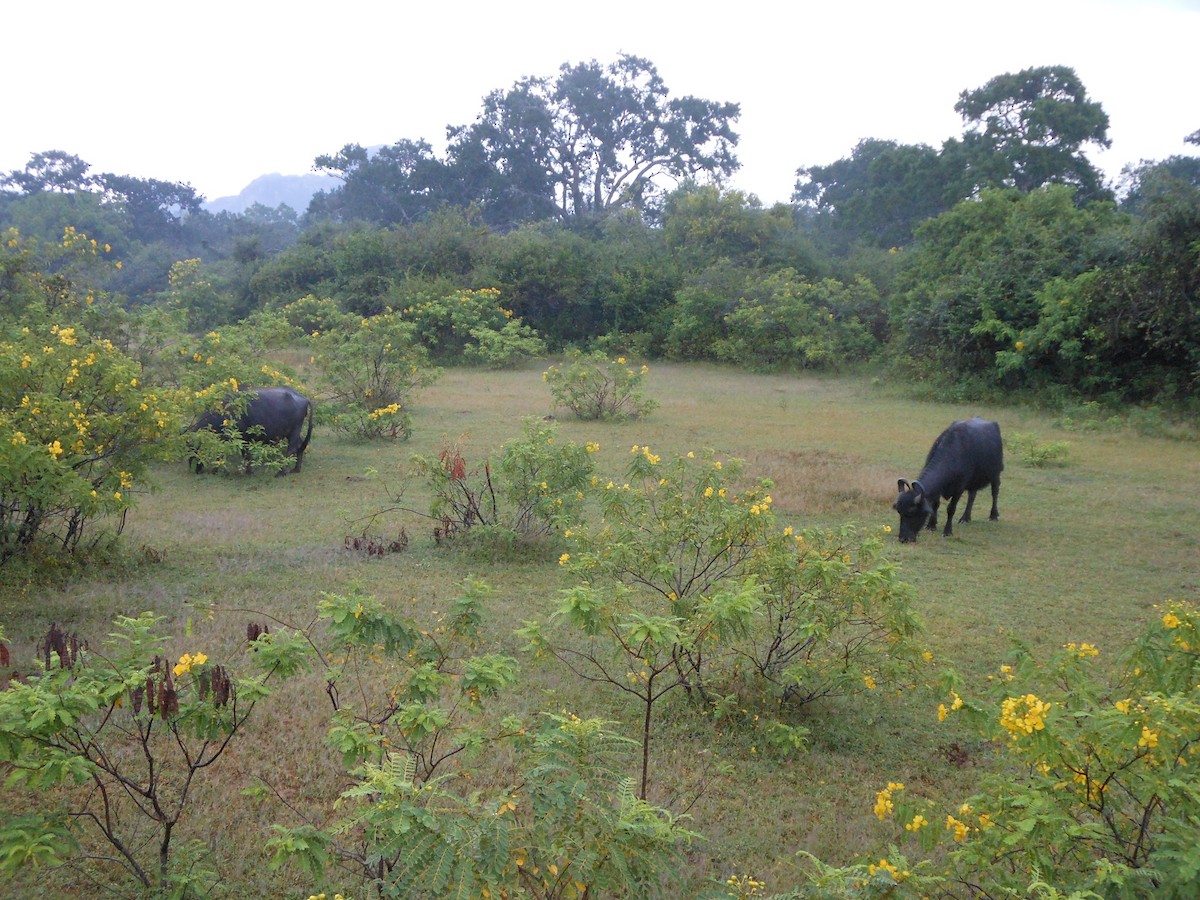 Domestic Water Buffalo - ML633239659