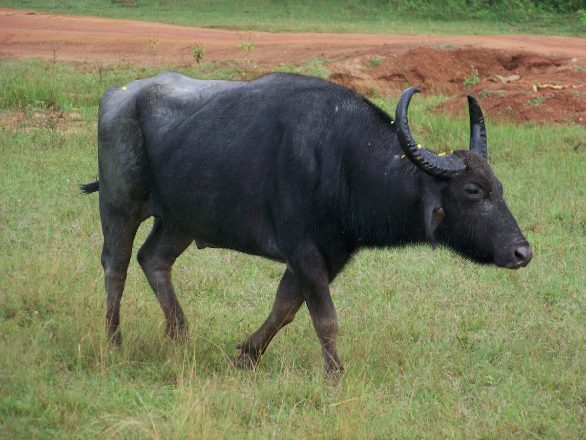 Domestic Water Buffalo - ML633239660