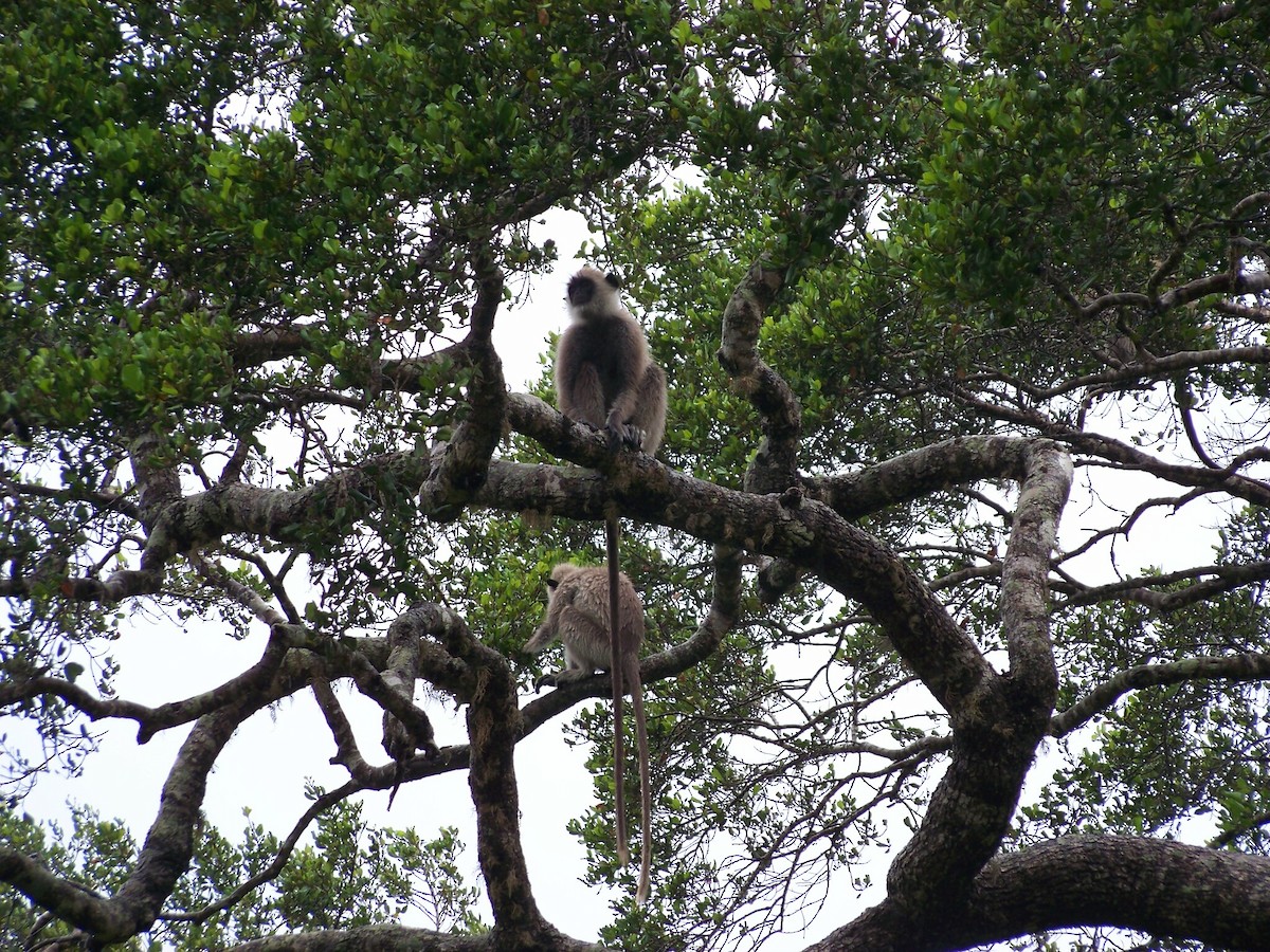 Sri Lankan Grey Langur - ML633239662