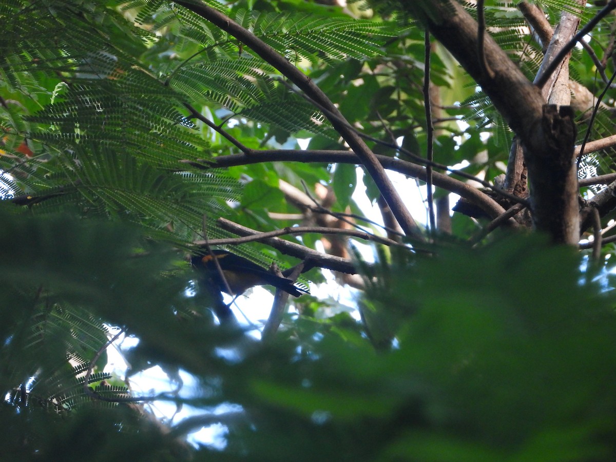 St. Lucia Oriole - ML633239670