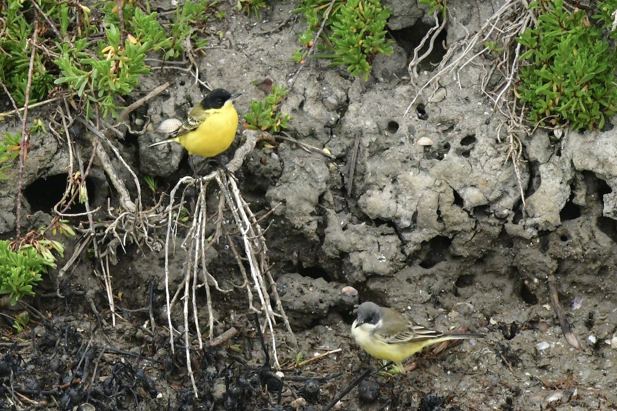Western Yellow Wagtail - ML633239682