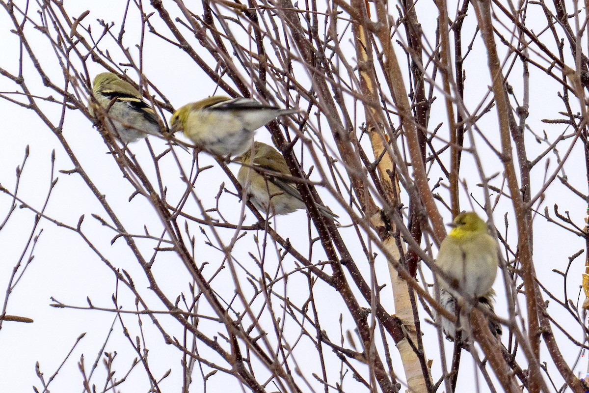 American Goldfinch - ML633239696