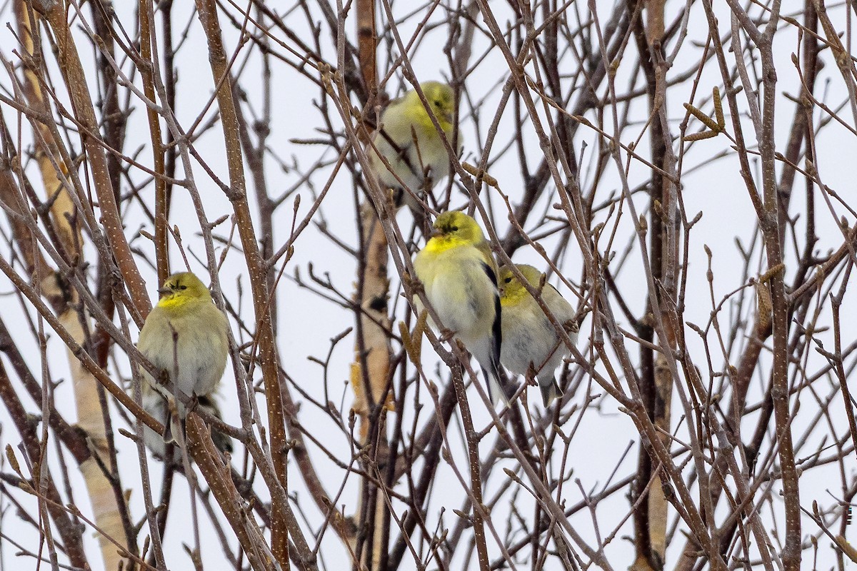 American Goldfinch - ML633239698