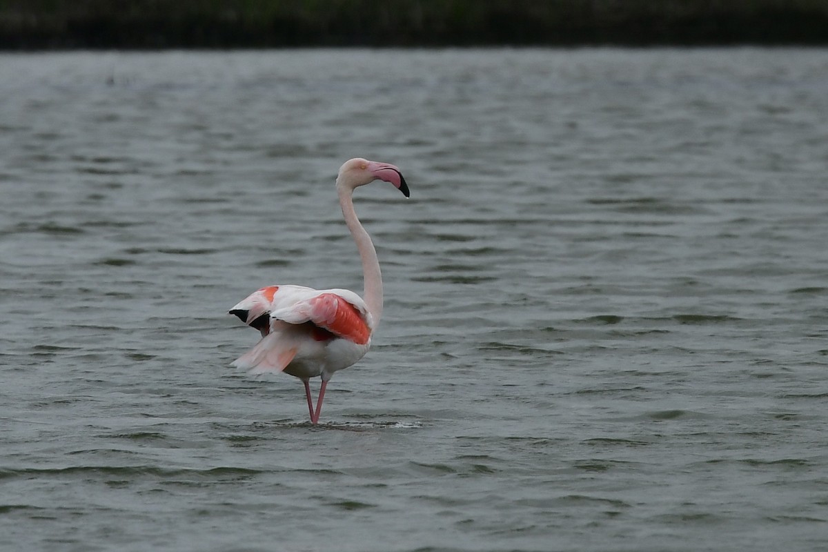 Greater Flamingo - ML633239723