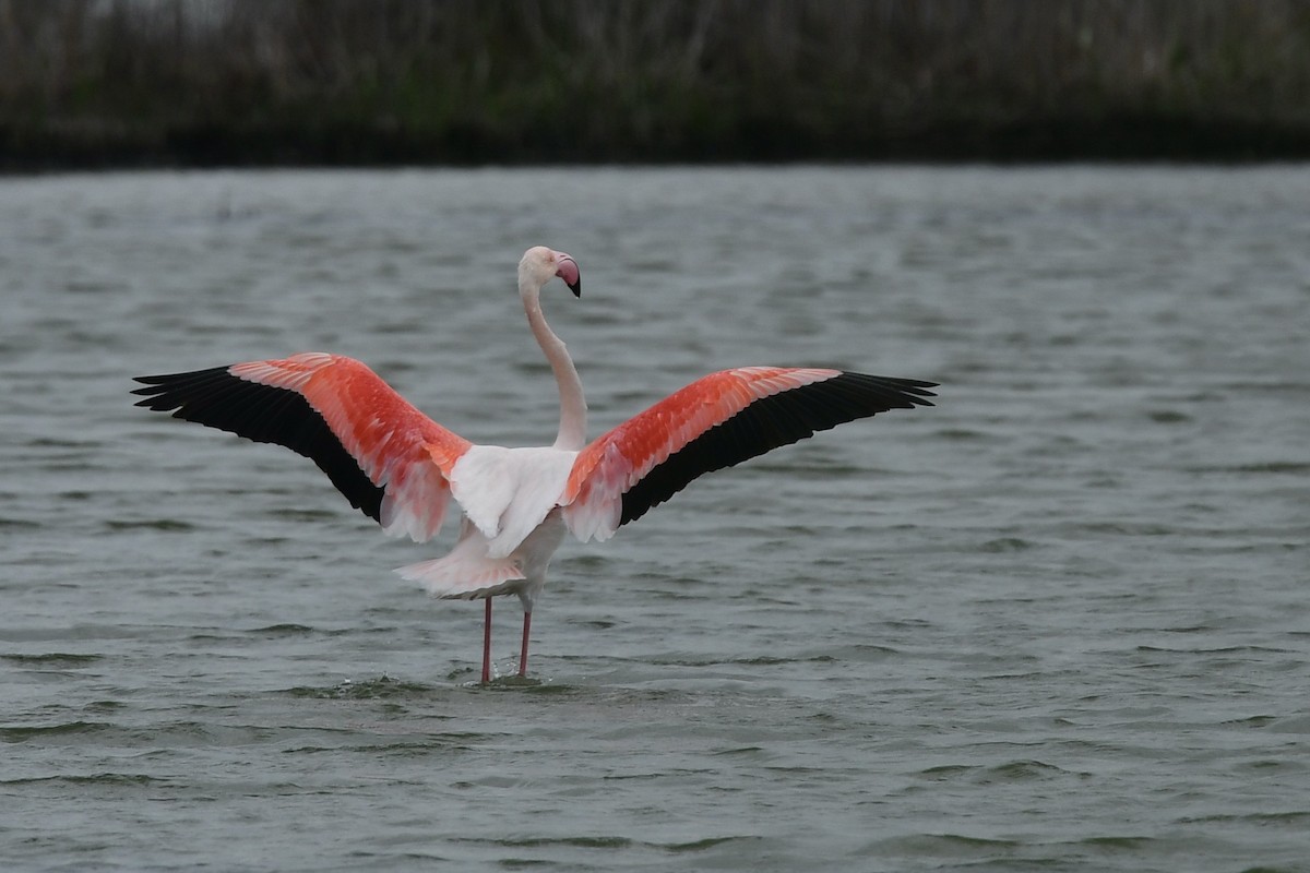 Greater Flamingo - ML633239763