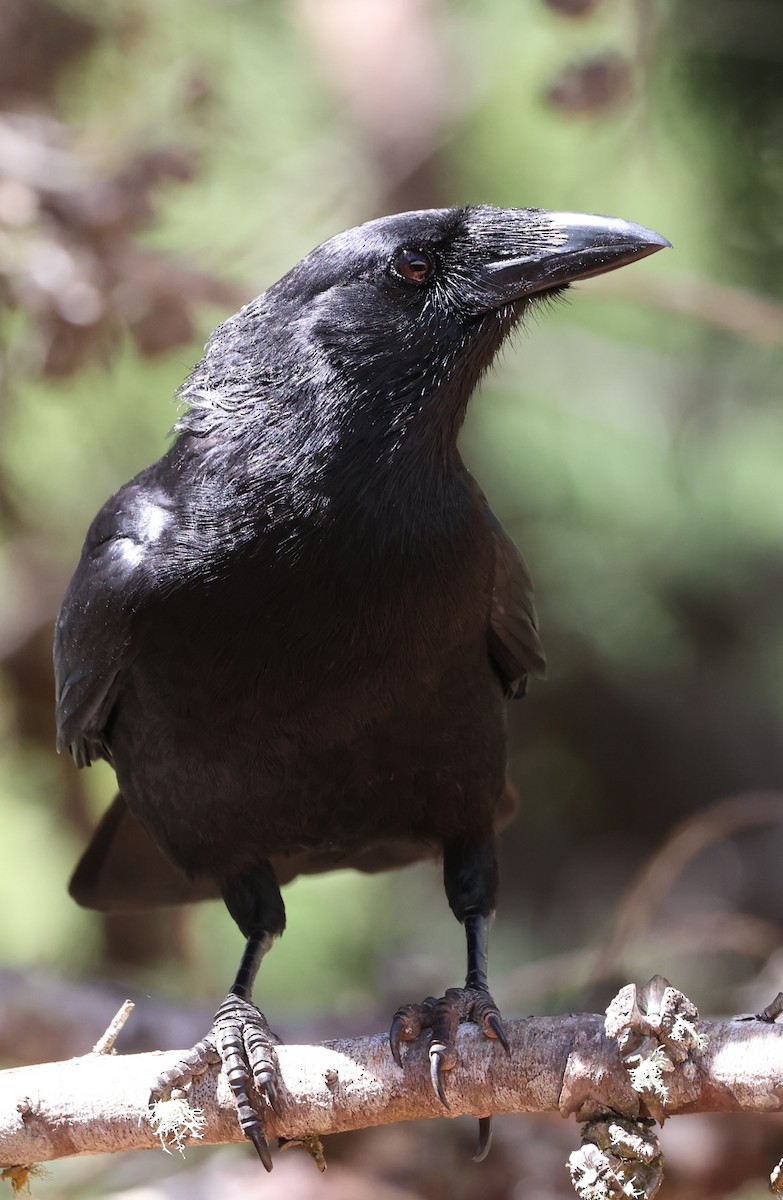Hispaniolan Palm-Crow - ML633239808