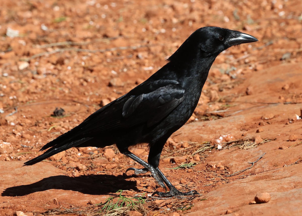 Hispaniolan Palm-Crow - ML633239809