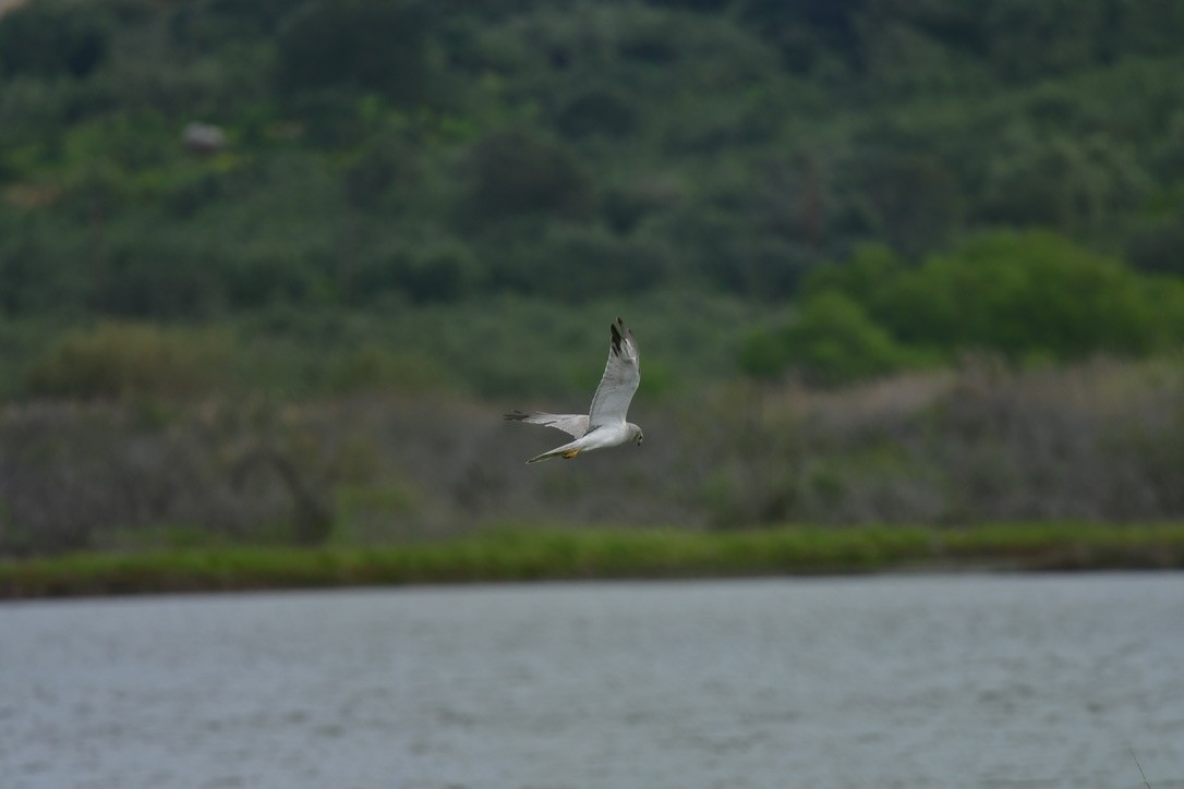 Pallid Harrier - ML633239827