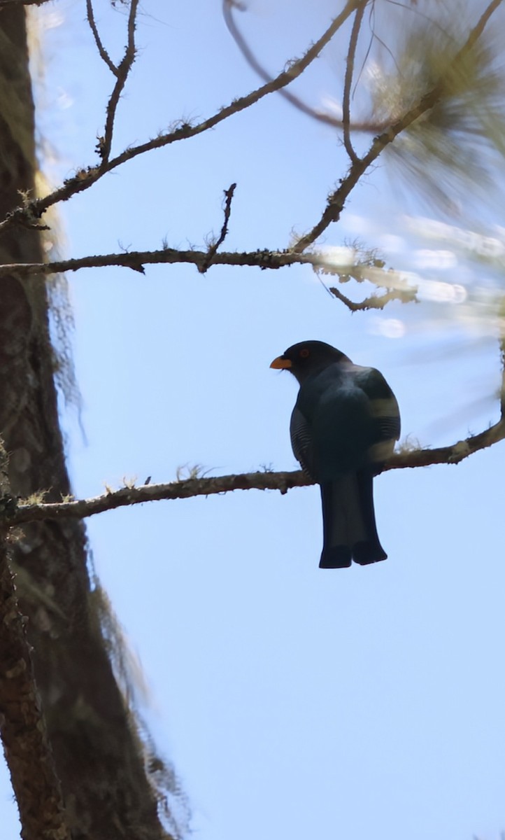 Hispaniolan Trogon - ML633239871