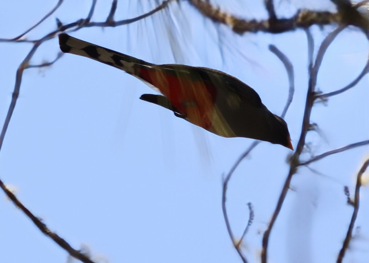 Hispaniolan Trogon - ML633239872