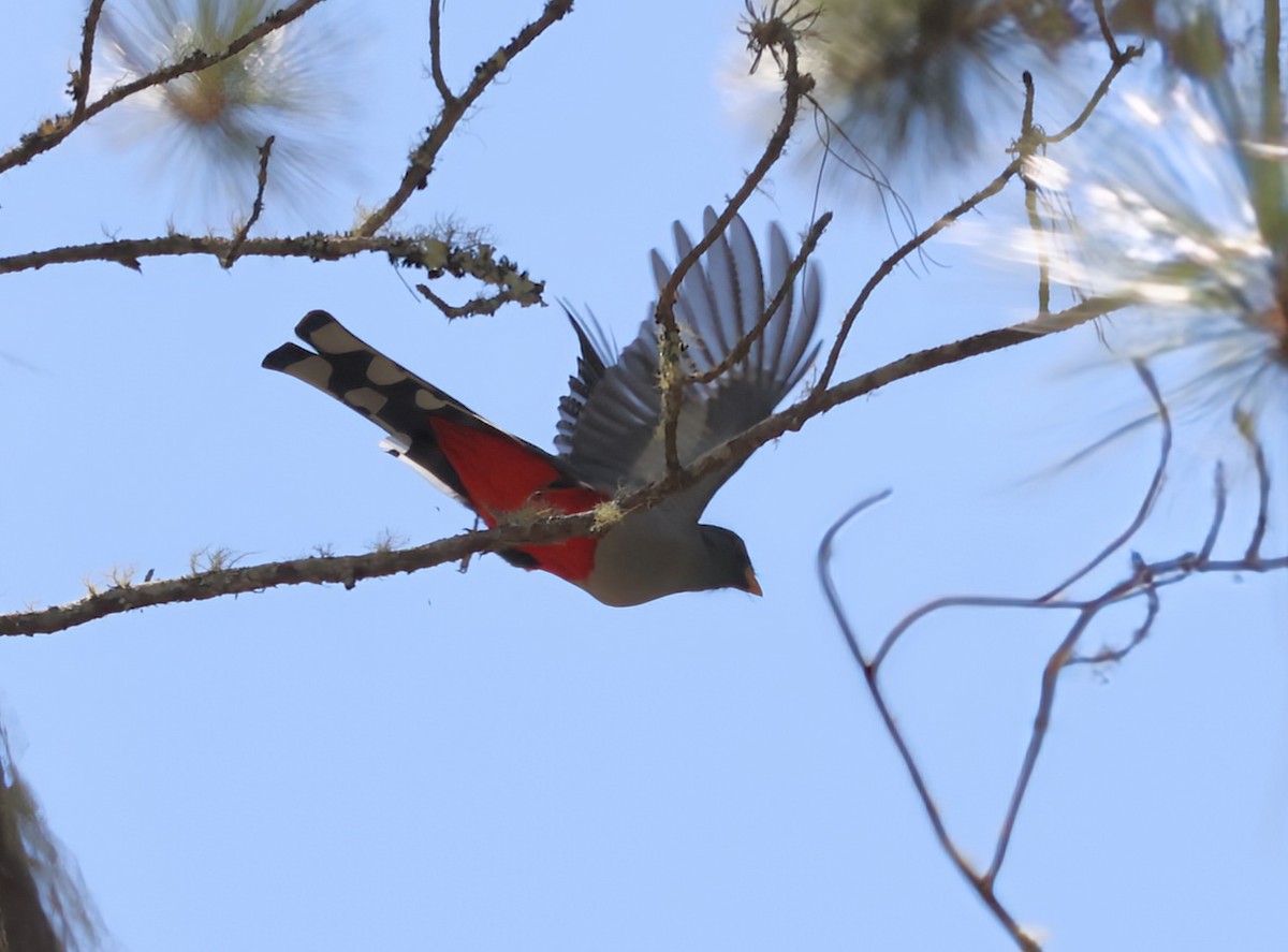 Hispaniolan Trogon - ML633239873