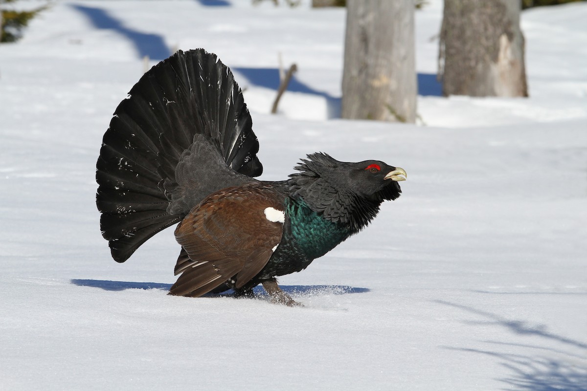 Western Capercaillie - ML63323991