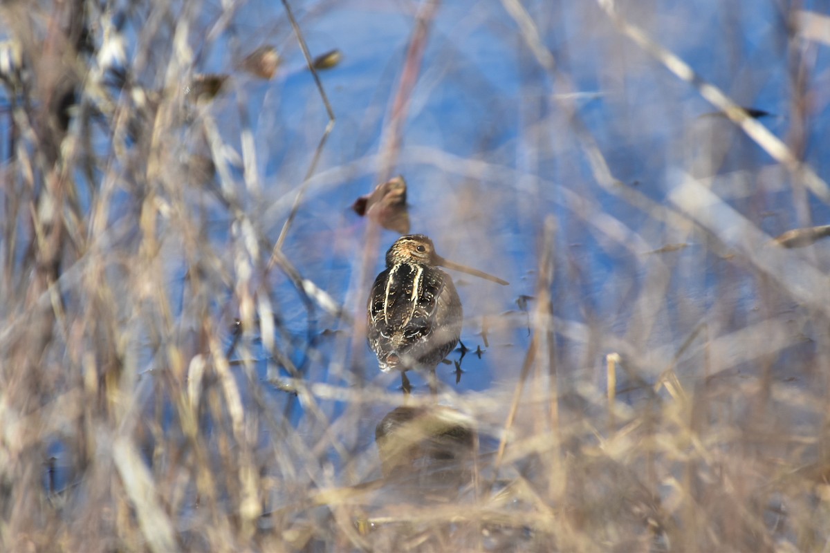 bekasina severoamerická - ML633239979