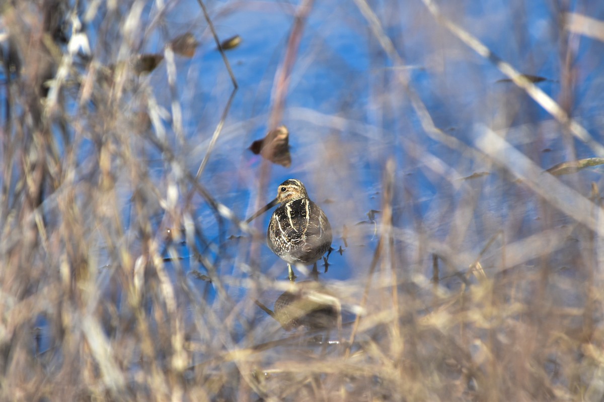 bekasina severoamerická - ML633239980