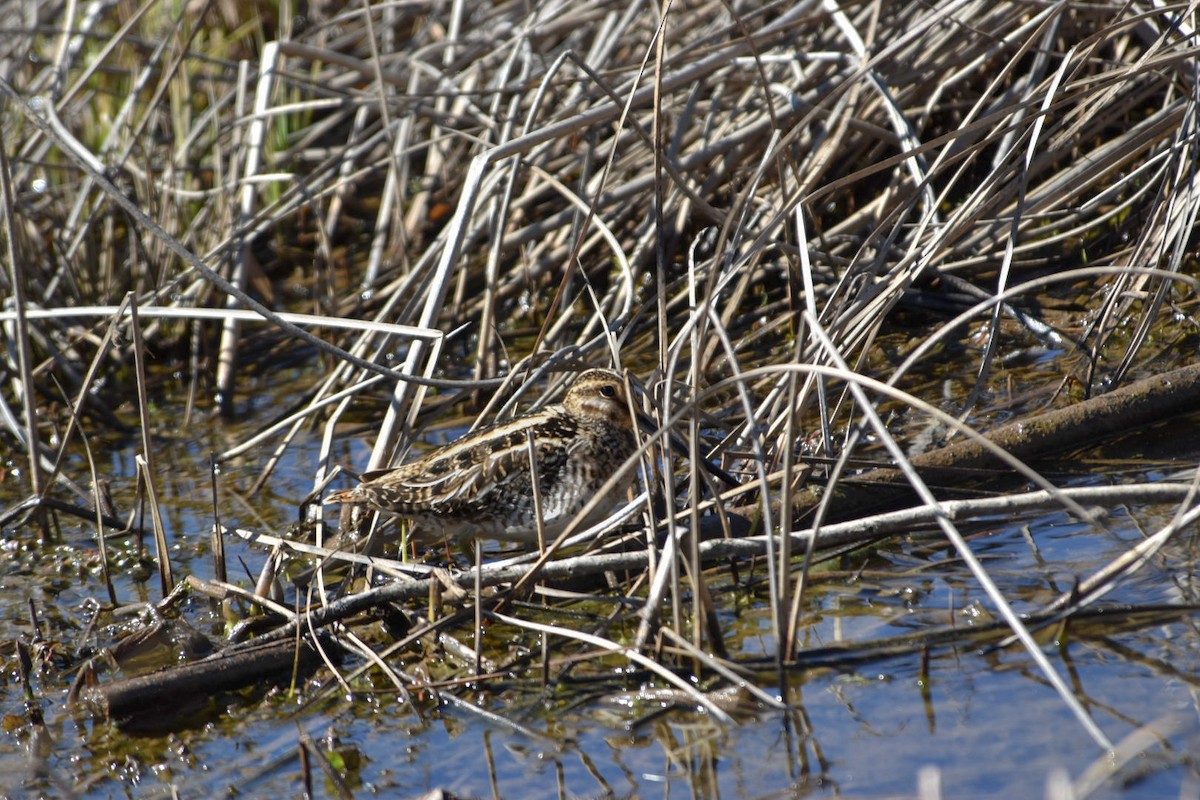 bekasina severoamerická - ML633239981